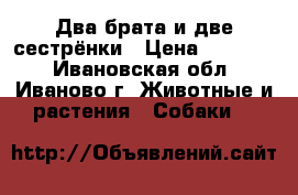 4 Два брата и две сестрёнки › Цена ­ 13 000 - Ивановская обл., Иваново г. Животные и растения » Собаки   